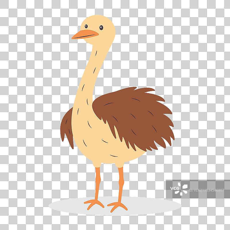 可爱的非洲大鸟鸵鸟在自然中图片素材