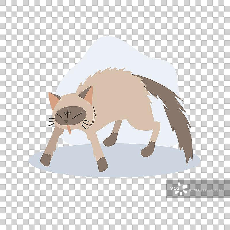 处于攻击姿态的猫，毛发蓬松图片素材