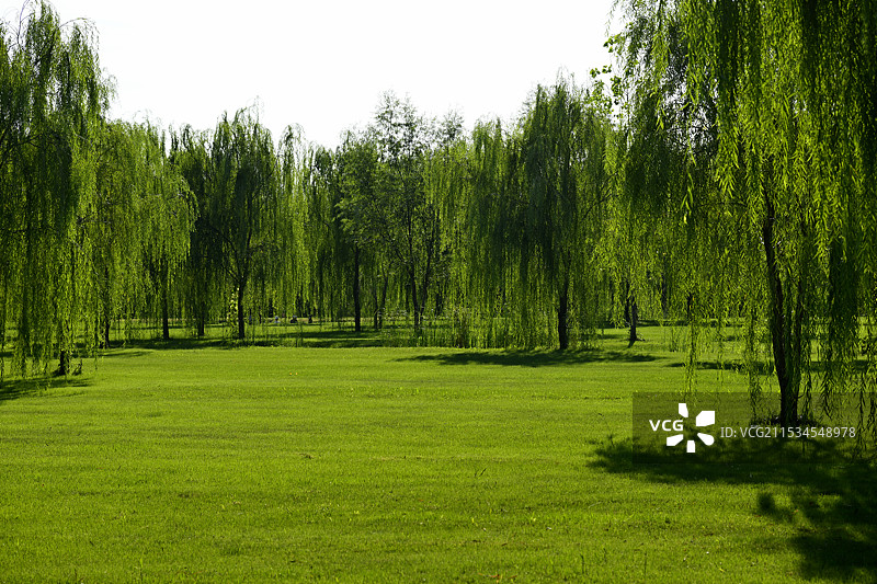 公园里绿色草地上的杨柳树林顶着天空，中国天津市宁河区七里海镇“七星岛湿地风景区”风光图片素材