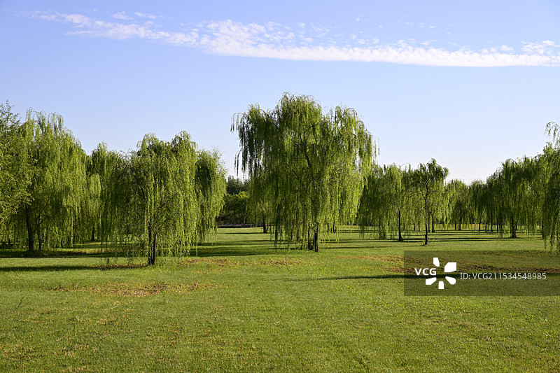 公园里草地上的树木顶着晴朗的蓝天，中国天津市宁河区七里海镇“七星岛湿地风景区”风光图片素材