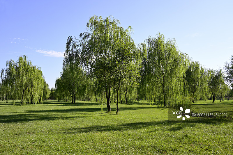 田野上的杨柳树木顶着晴朗的天空，中国天津市宁河区七里海镇“七星岛湿地风景区”风光图片素材