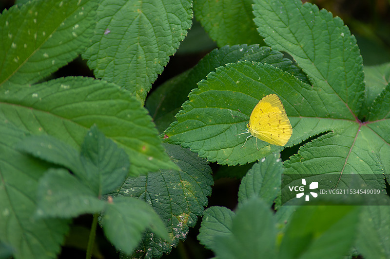 黄粉蝶图片素材
