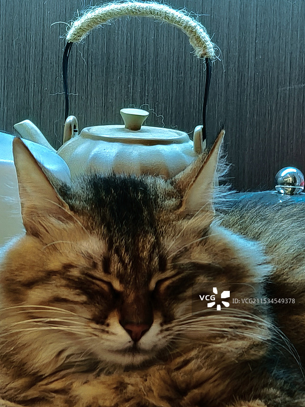 茶壶下的狸花猫图片素材