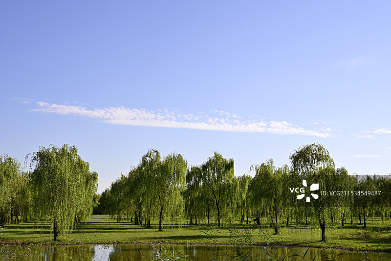 河边田野草地上的杨柳树林顶着晴朗的蓝色天空，中国天津市宁河区七里海镇“七星岛湿地风景区”风光图片素材