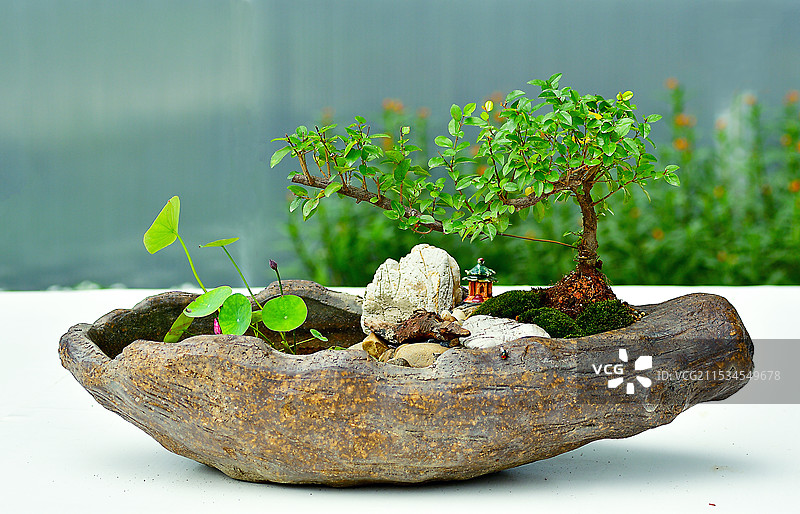 园林艺术精品碗莲创意微景观图片素材