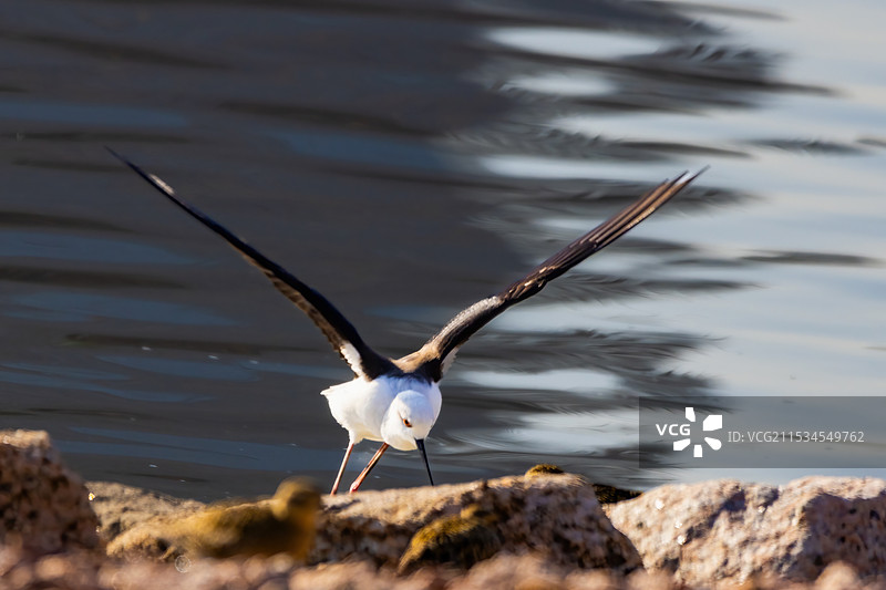 黑翅长脚鹬——雌鸟（深圳人才公园）图片素材