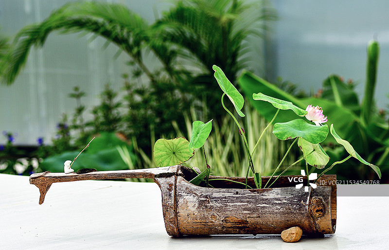 精品碗莲创意微景观竹筒里的荷花图片素材