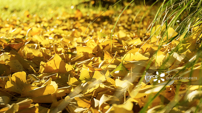 地面上落满了金黄色的银杏树叶子图片素材