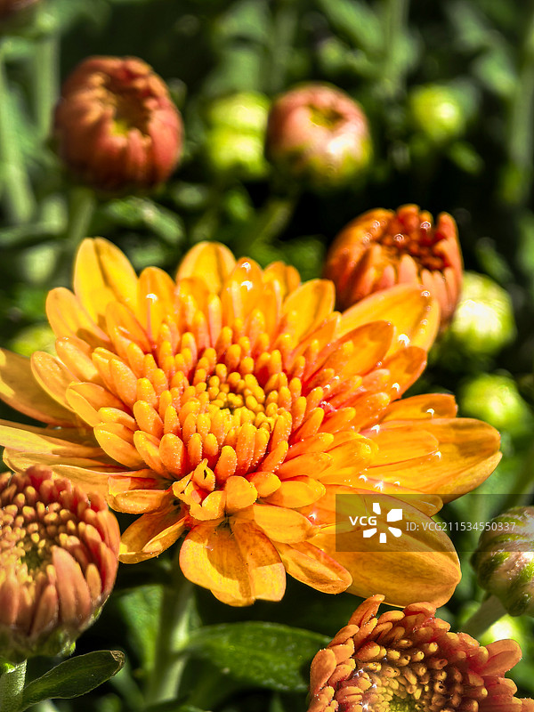 菊水珠在菊花上有点跳动感图片素材