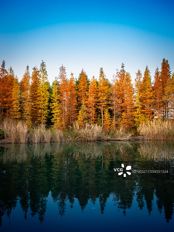 冬日红杉林图片素材