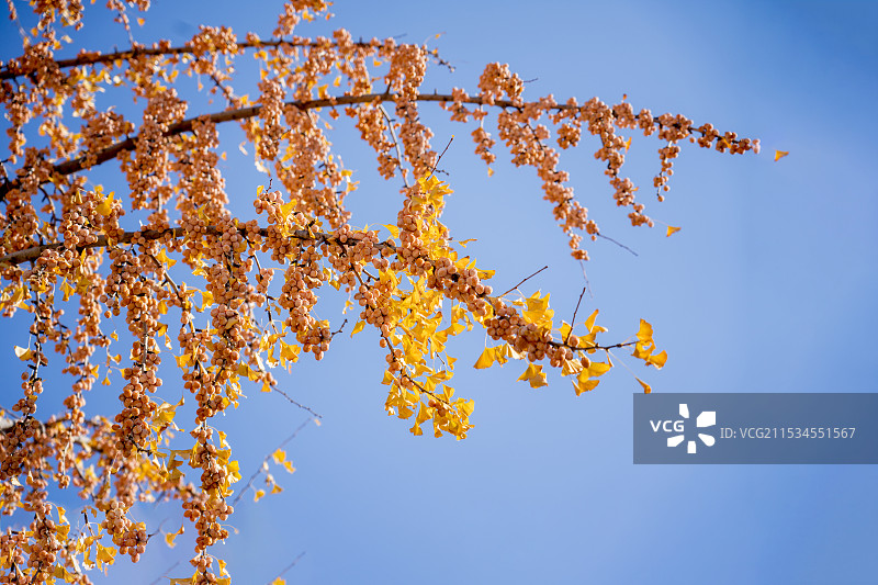 百果树果实累累图片素材