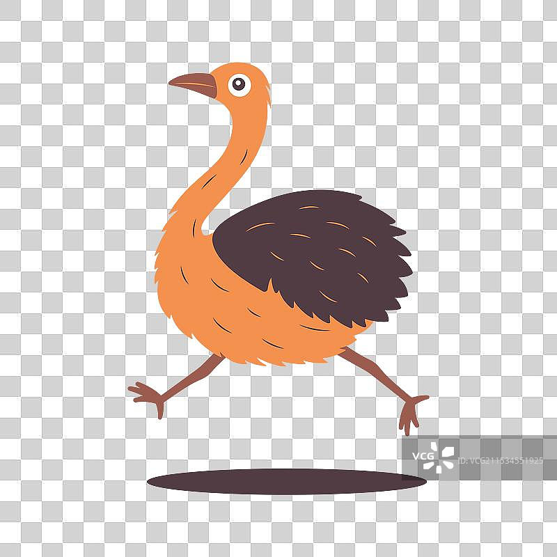 可爱的鸵鸟大鸟野生动物角色图片素材