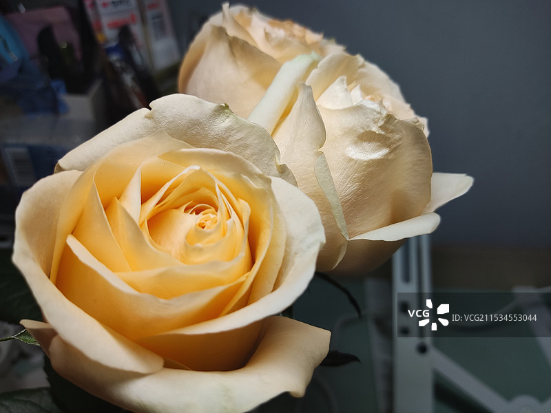 背景模糊的玫瑰特写镜头图片素材