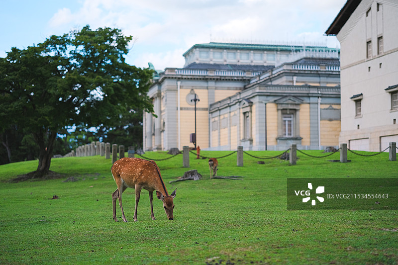 夏天日本奈良县奈良公园里草地上的鹿与奈良国立博物馆建筑外立面图片素材