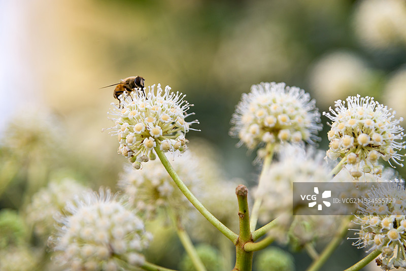 八角金盘图片素材