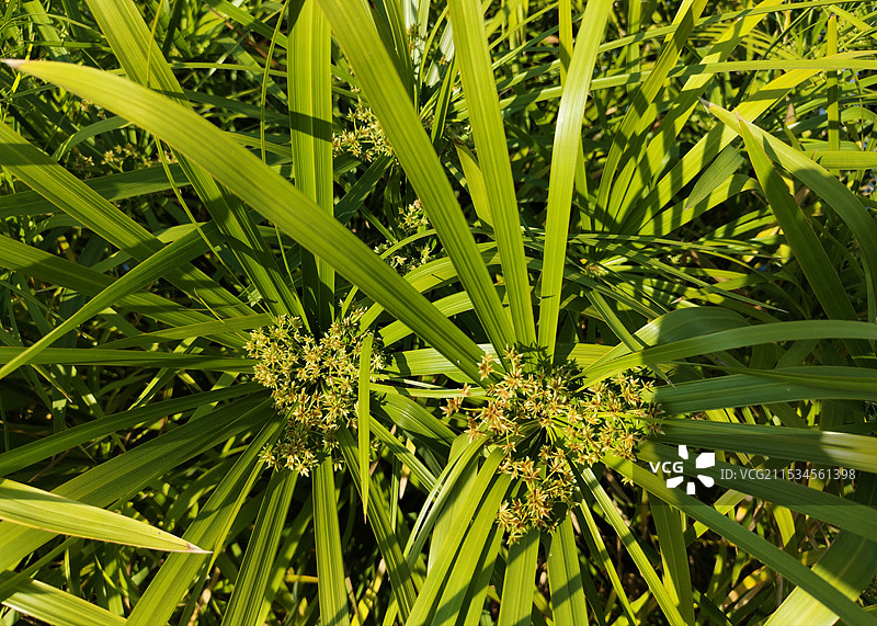 阳光照耀下的 风车草图片素材