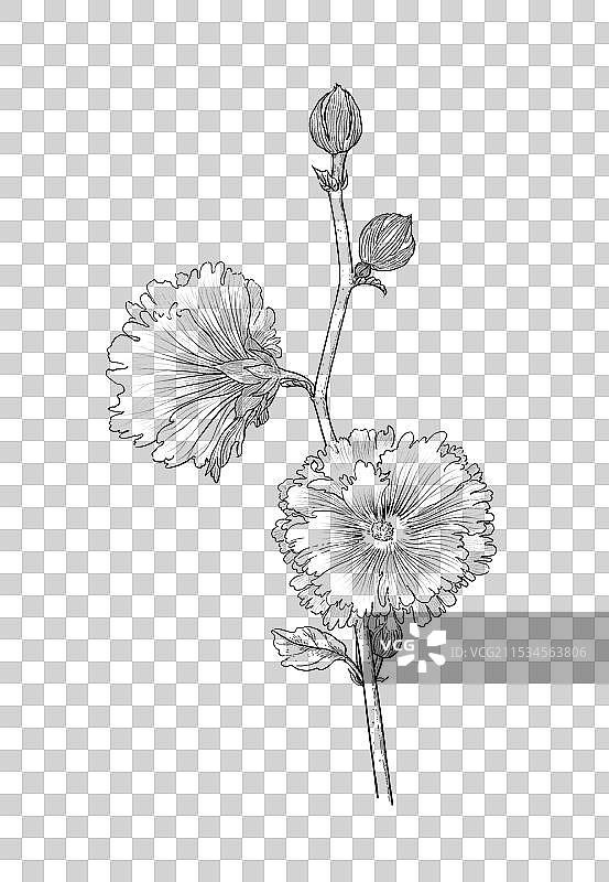 手绘蜀葵插画线描图片素材
