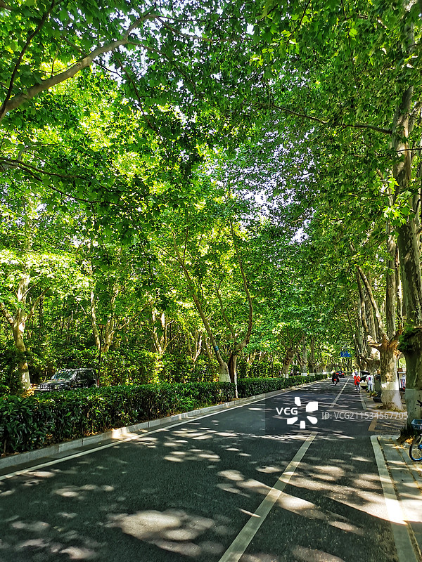 南京梧桐林荫道图片素材