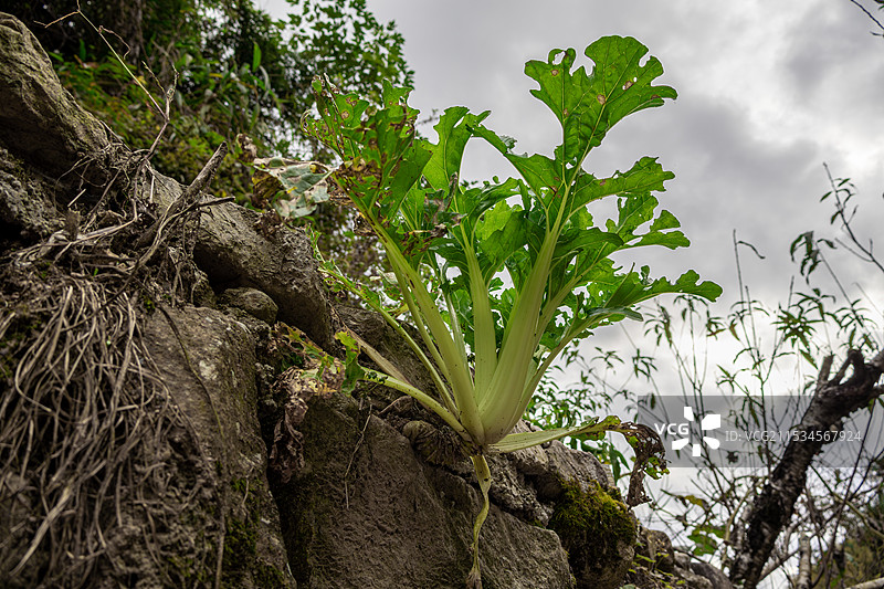 山崖缝隙中生长的蔬菜左视图图片素材