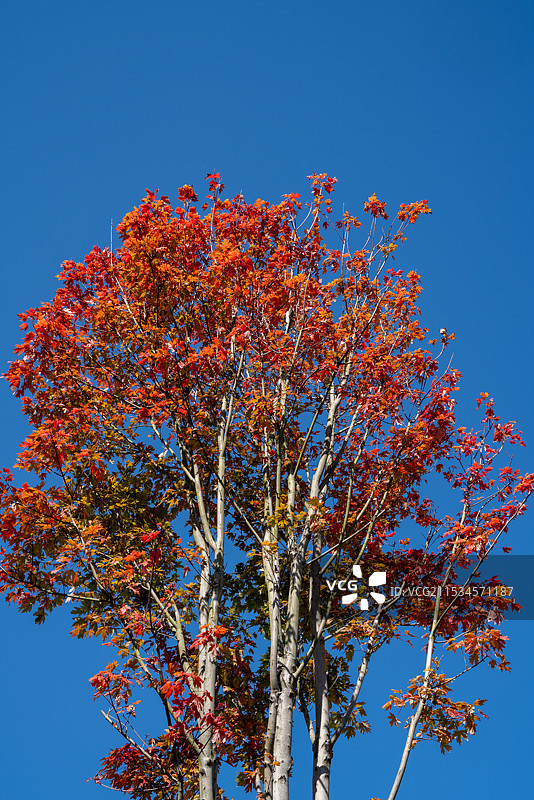秋天红枫树图片素材