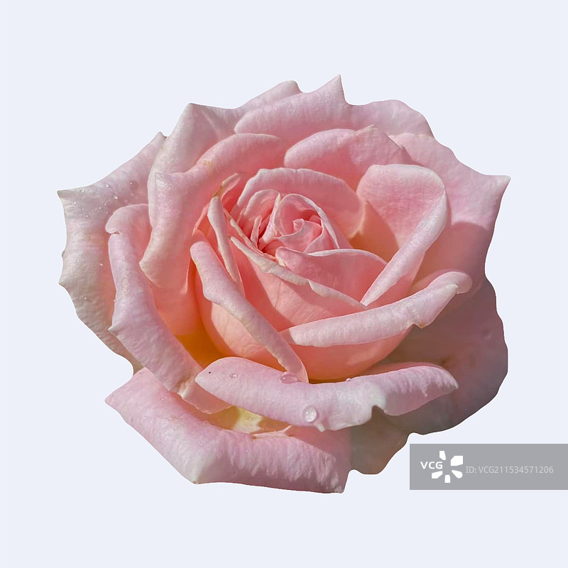 一朵美丽的玫瑰花图片素材