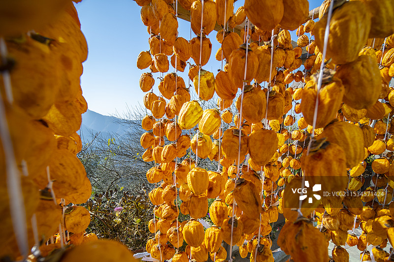 秋天晒柿饼图片素材