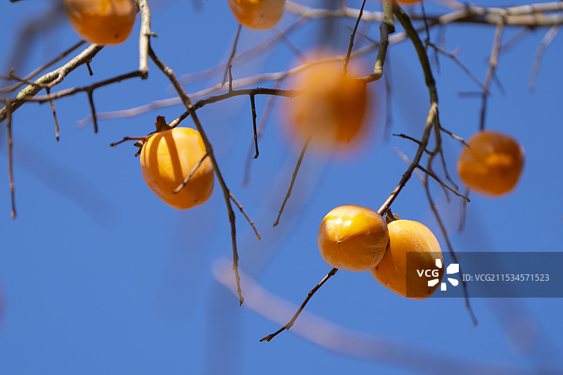 歙县姬公尖柿子图片素材