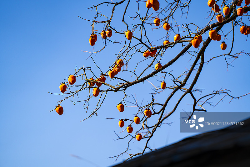 歙县姬公尖柿子图片素材