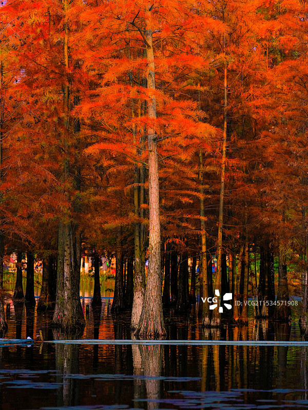 白鹭湾湿地公园的水杉图片素材