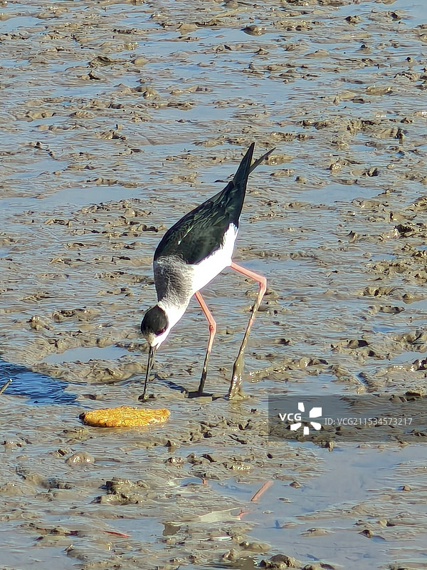 深圳湾觅食的长脚鹬图片素材