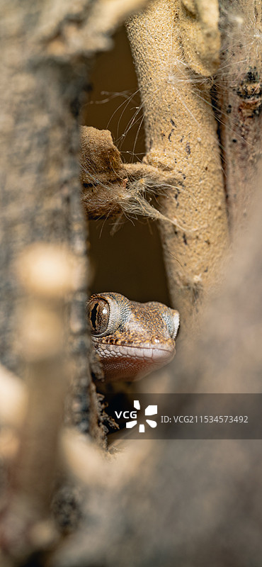 新疆沙漠蜥蜴图片素材