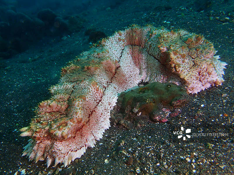海底动物 小丑鱼 海参 珊瑚虫 闪电贝等 潜水拍摄图片素材