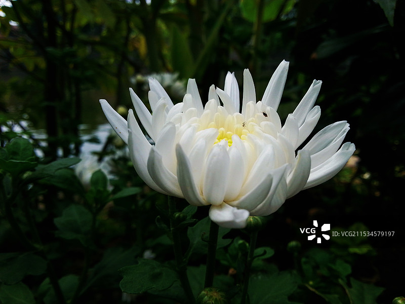 白色菊花图片素材
