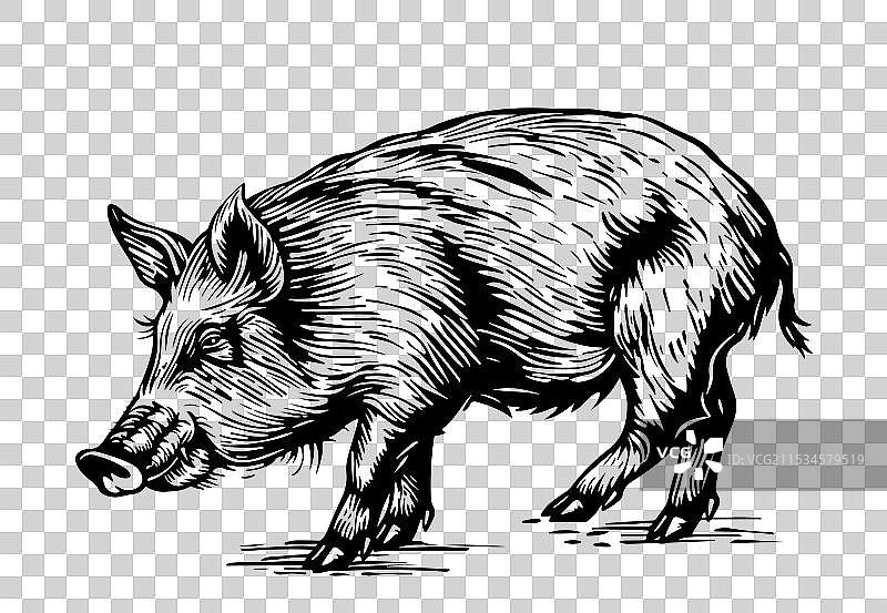 野猪素描雕刻风格图片素材