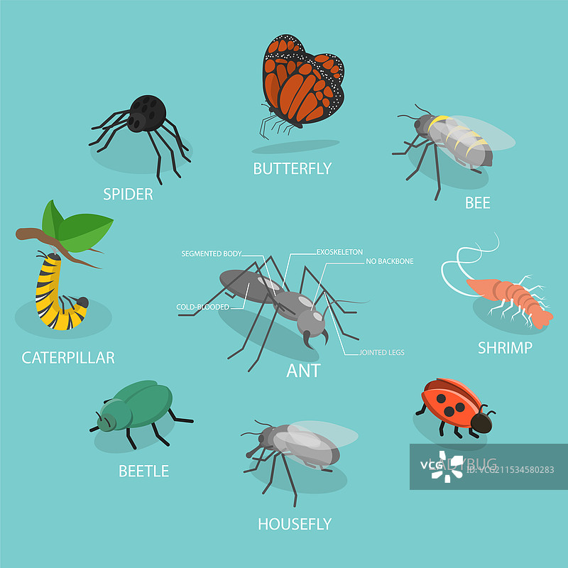 昆虫的三维等距平面图图片素材