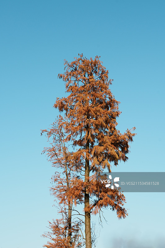 秋天的红杉树图片素材