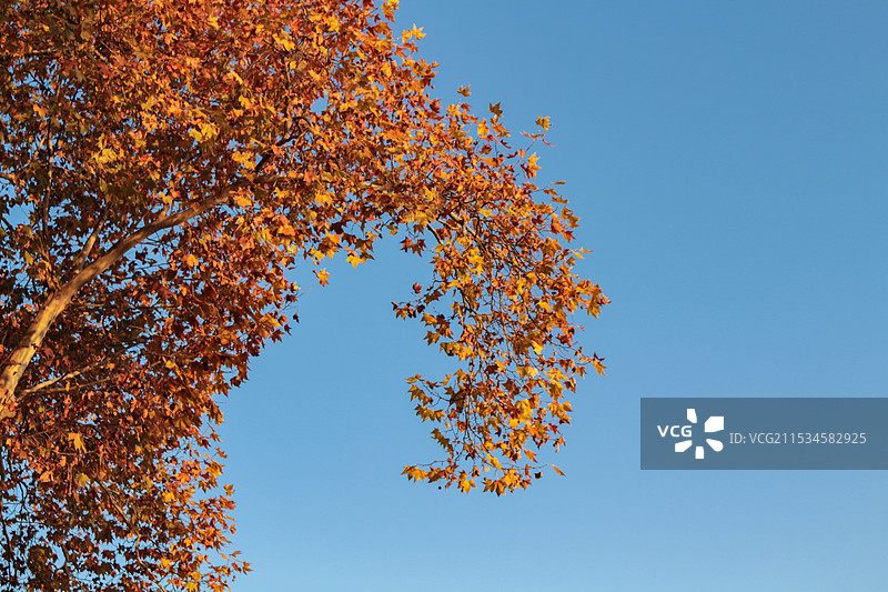 杭州西湖的秋天图片素材