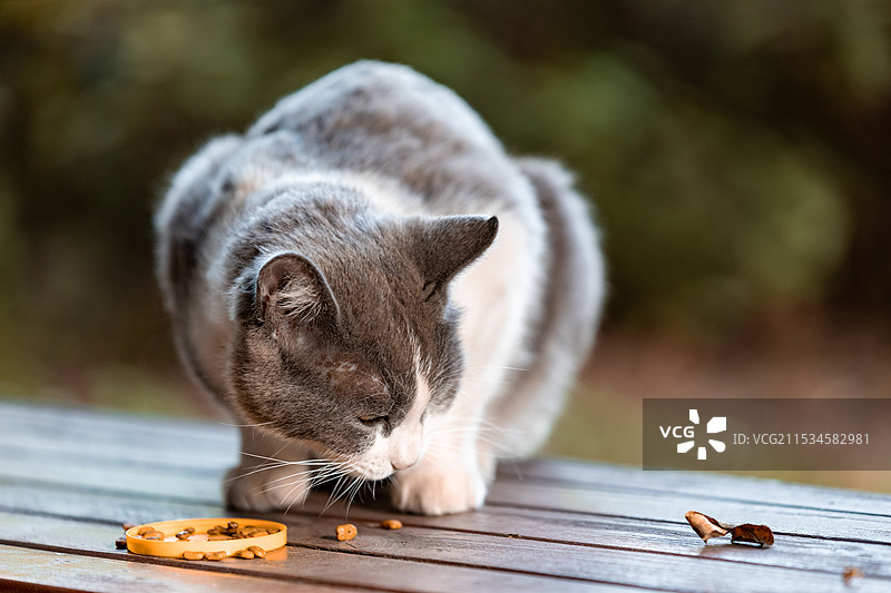 长椅上的猫图片素材