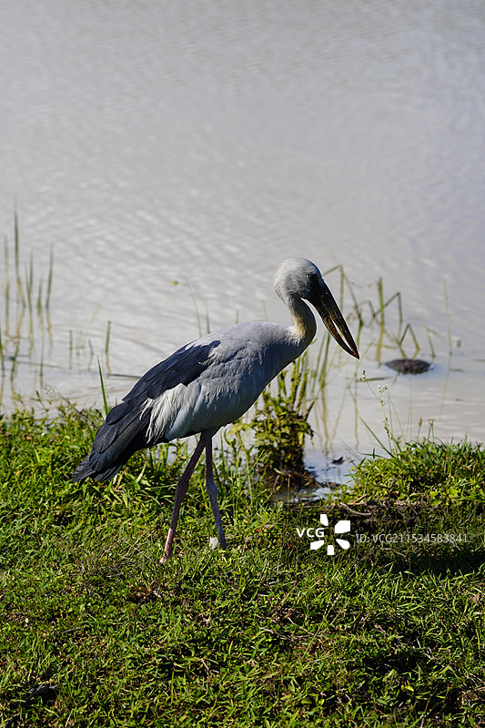 野生鸟类 禽类 鱼鹰 斯里兰卡鸟 鹭图片素材