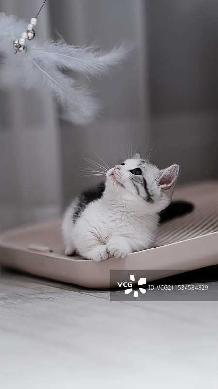 小猫咪图片素材