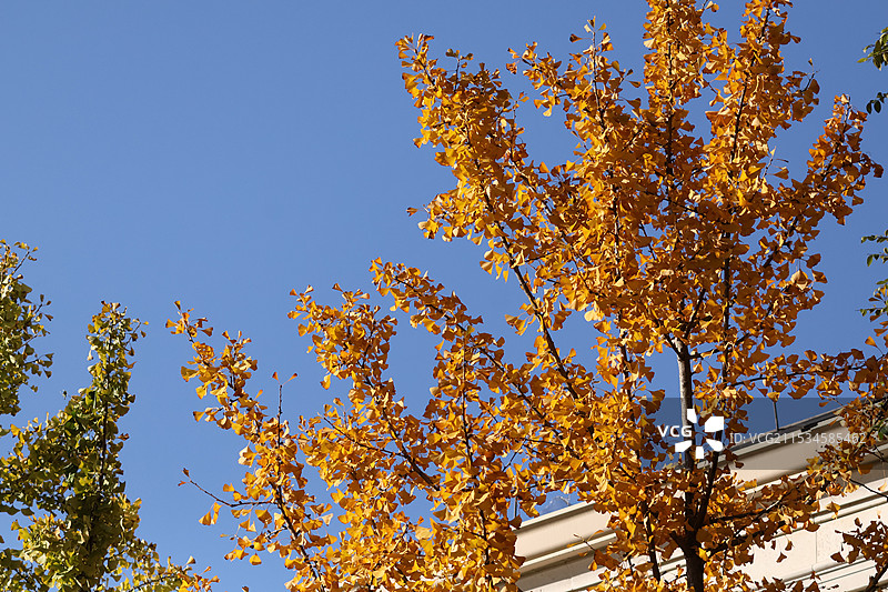 杭州秋日银杏叶柚子图片素材
