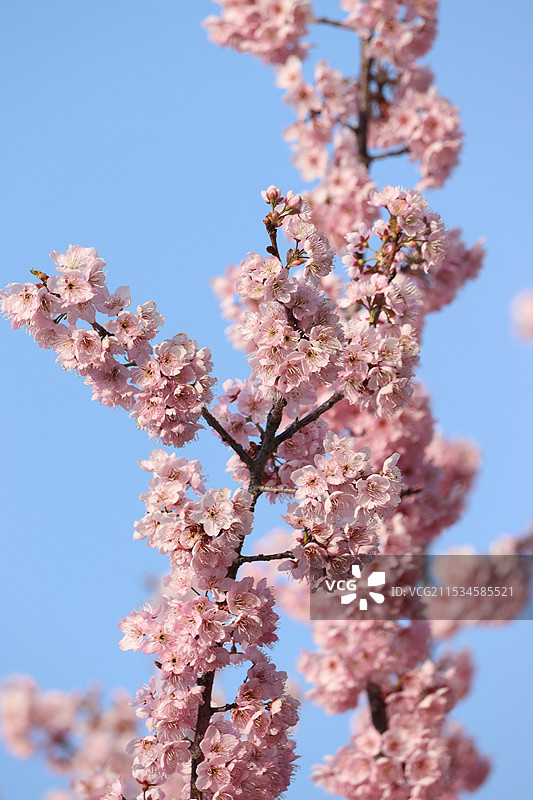 樱花 粉樱图片素材