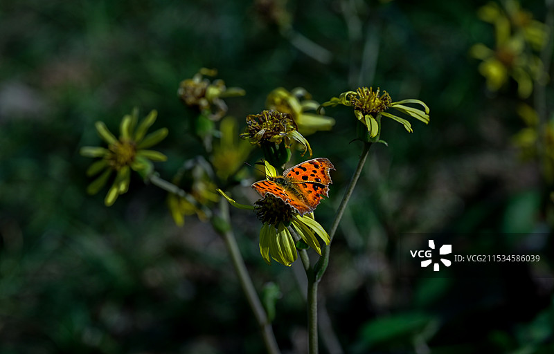 江阴黄山湖公园秋景图片素材