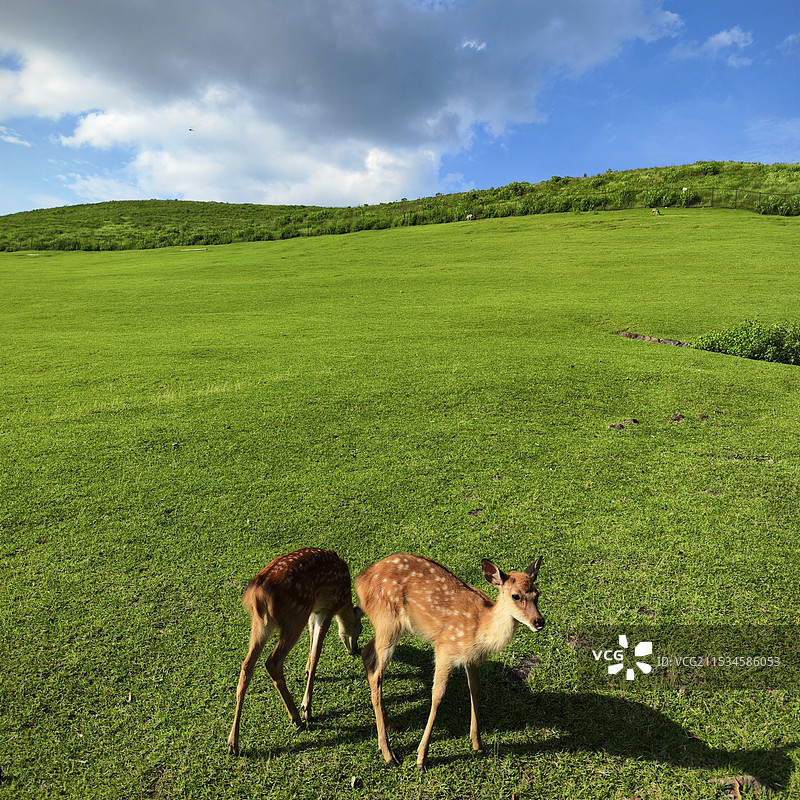 夏日日本奈良若草山公园草地鹿群和古建筑图片素材