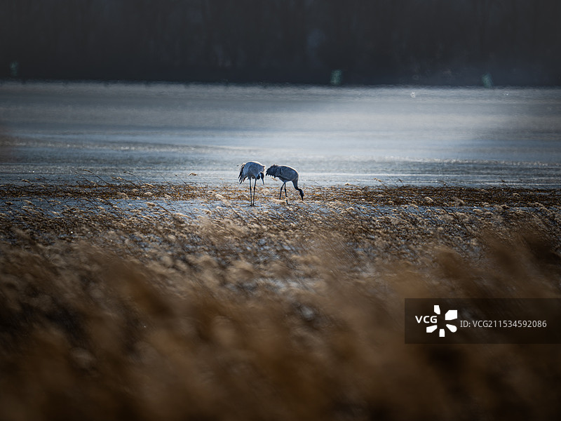 栖息在水域中的灰鹤图片素材