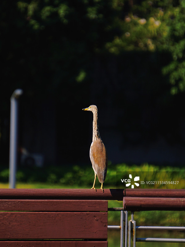 冬天的鸟图片素材