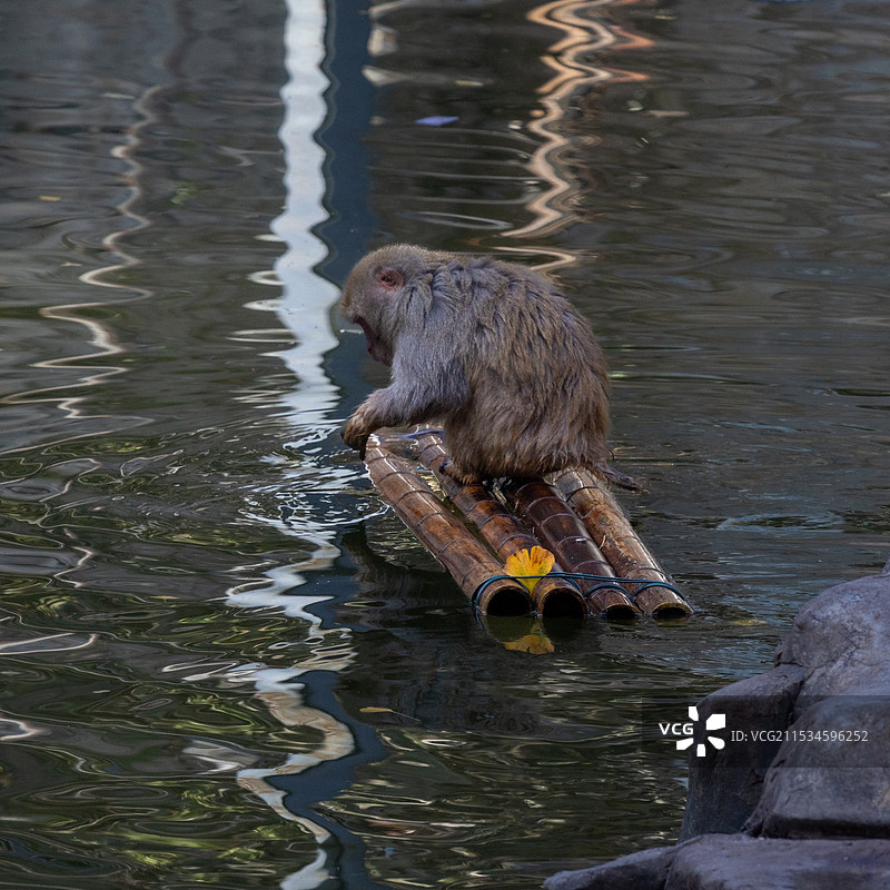 可爱动物在哪里？红山森林动物园图片素材