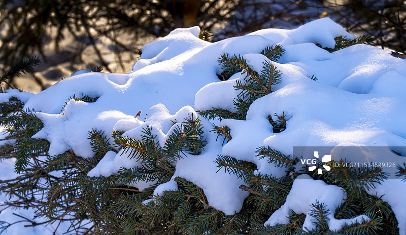 松枝上的冰雪图片素材
