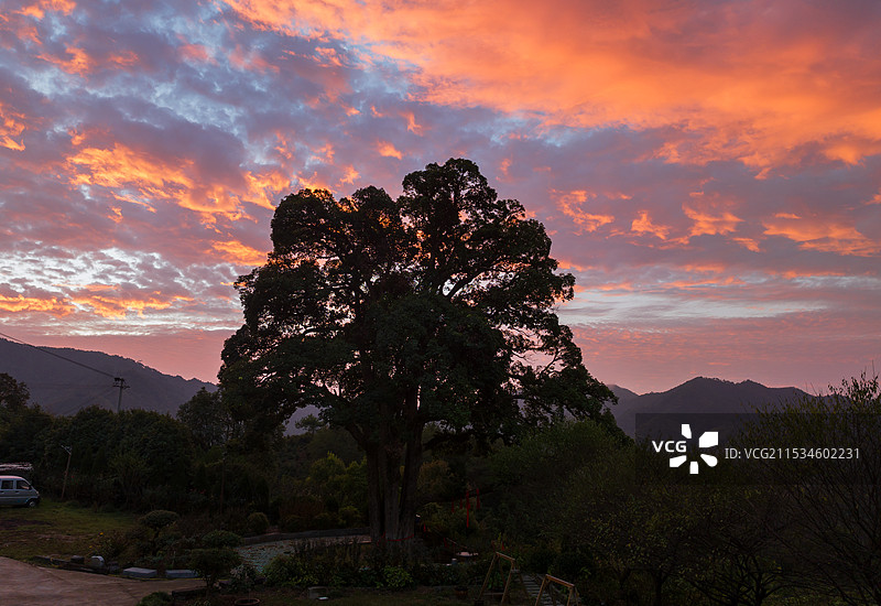 霞光中的千年古树——苦槠图片素材