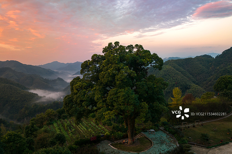 霞光中的千年古树——苦槠图片素材